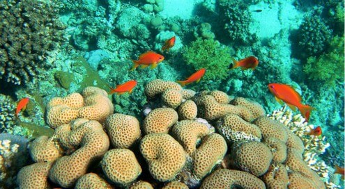 Privater Schnorchelausflug von Hurghada